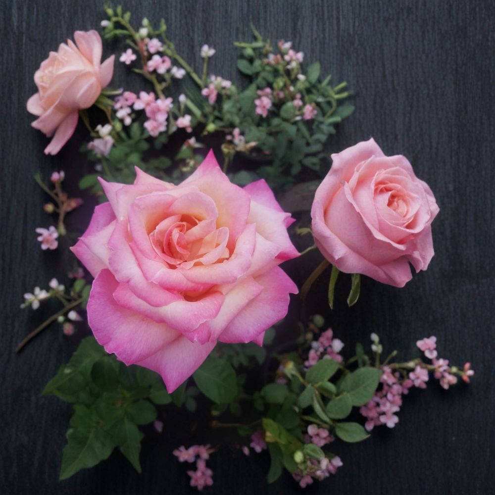 Kordes Perfecta Hybrid Tea Rose Live Plant 3 Gallon | Everblooming Cream & Pink Blooms | Rosa Hybrid Tea 'Kordes Perfecta'