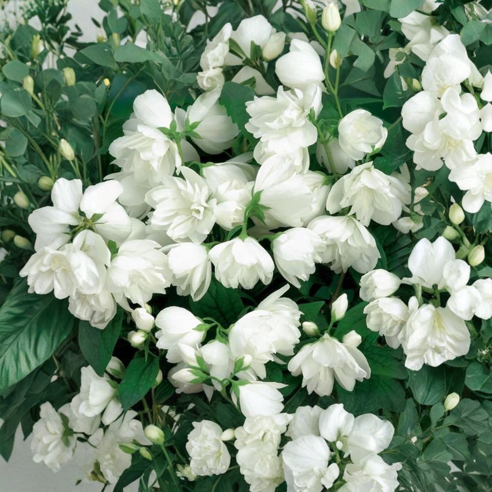 Fragrant Mockorange Shrub | 2 Gallon Pot | Philadelphus virginalis 'Bouquet Blanc' | Double White Blooms | Easy to Grow