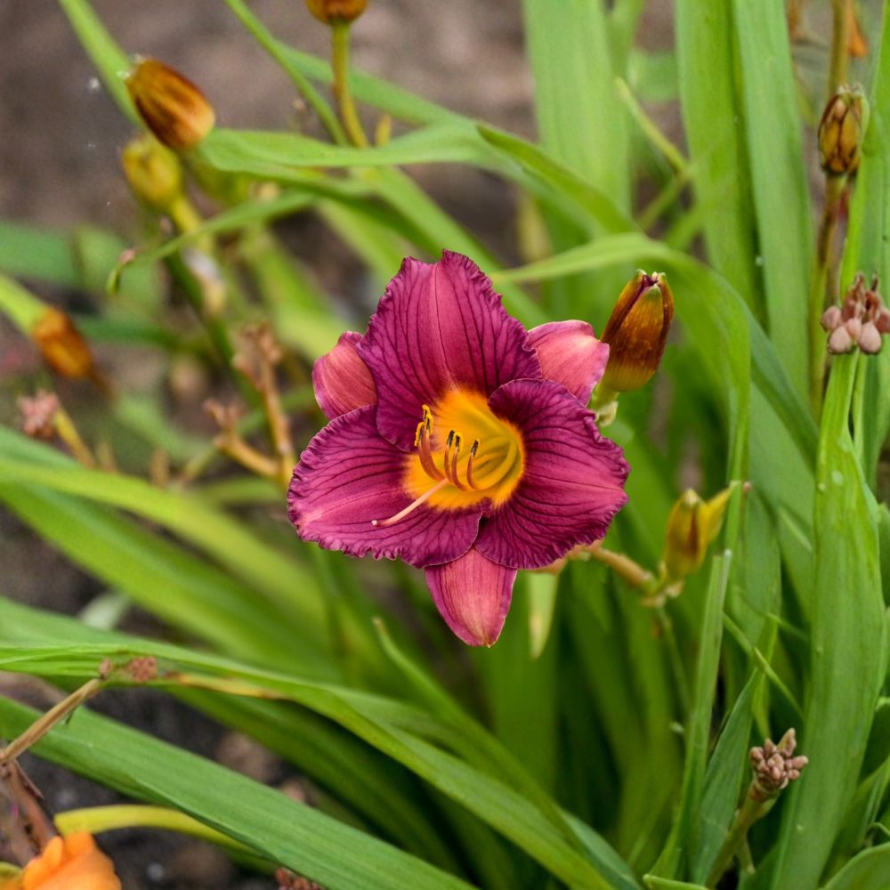Purple De Oro Daylily 3 Pack Bare Root Plants | Hemerocallis 'Razzmatazz' | Reblooming Purple Perennial Flowers