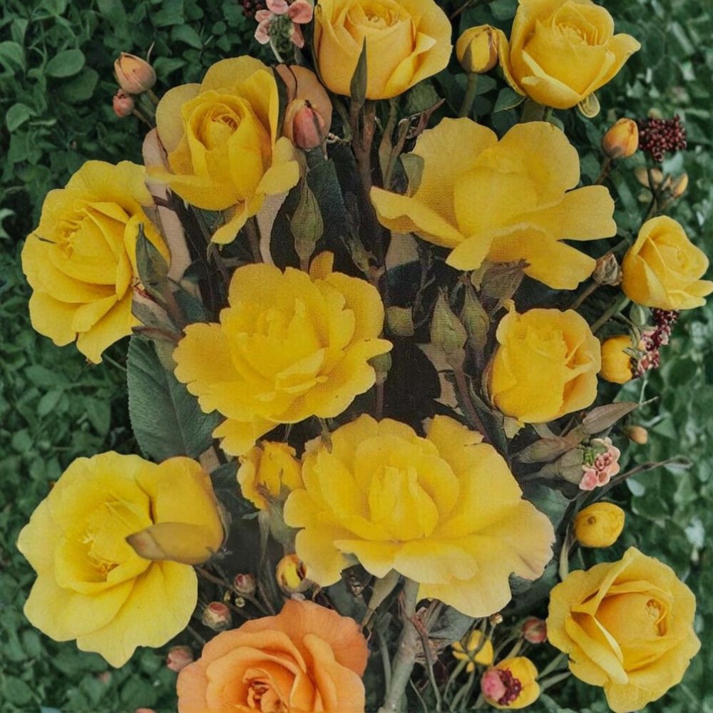 Climbing Rose Plant 3 Gallon - Golden Shower, Daffodil Yellow Blooms, Rosa 'Golden Showers', Full Sun Garden Climber