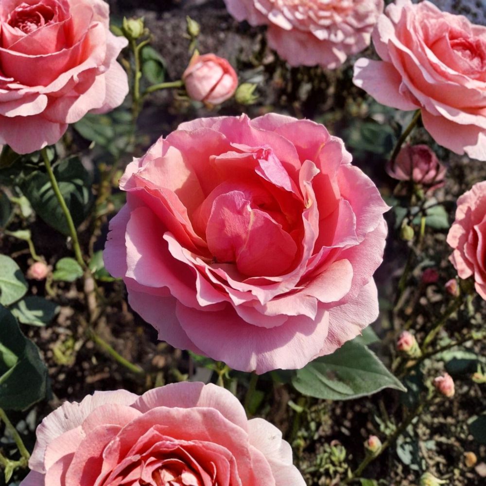 Princesse de Monaco Grandiflora Rose Plant - 1 Gallon Pink Rose Bush | Rosa 'Princesse de Monaco' | Repeat Blooming