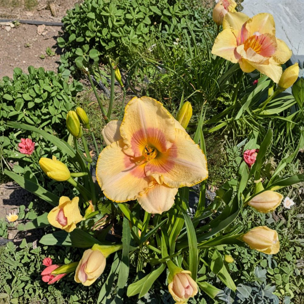 Hemerocallis 'Summer Blush' Daylily - 3 Bare Root Perennial Plants | Hardy Flower | Easy to Grow Garden Favorite