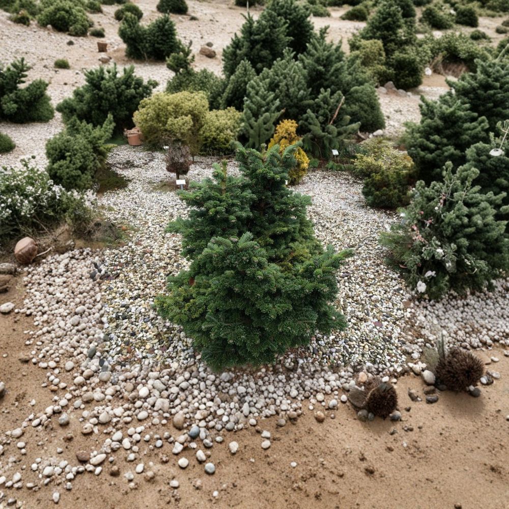 Dwarf Macedonian Fir Live Plant | 8 Inches | Abies borris-regis 'JK Greece' | Rare Compact Conifer for Rock Gardens