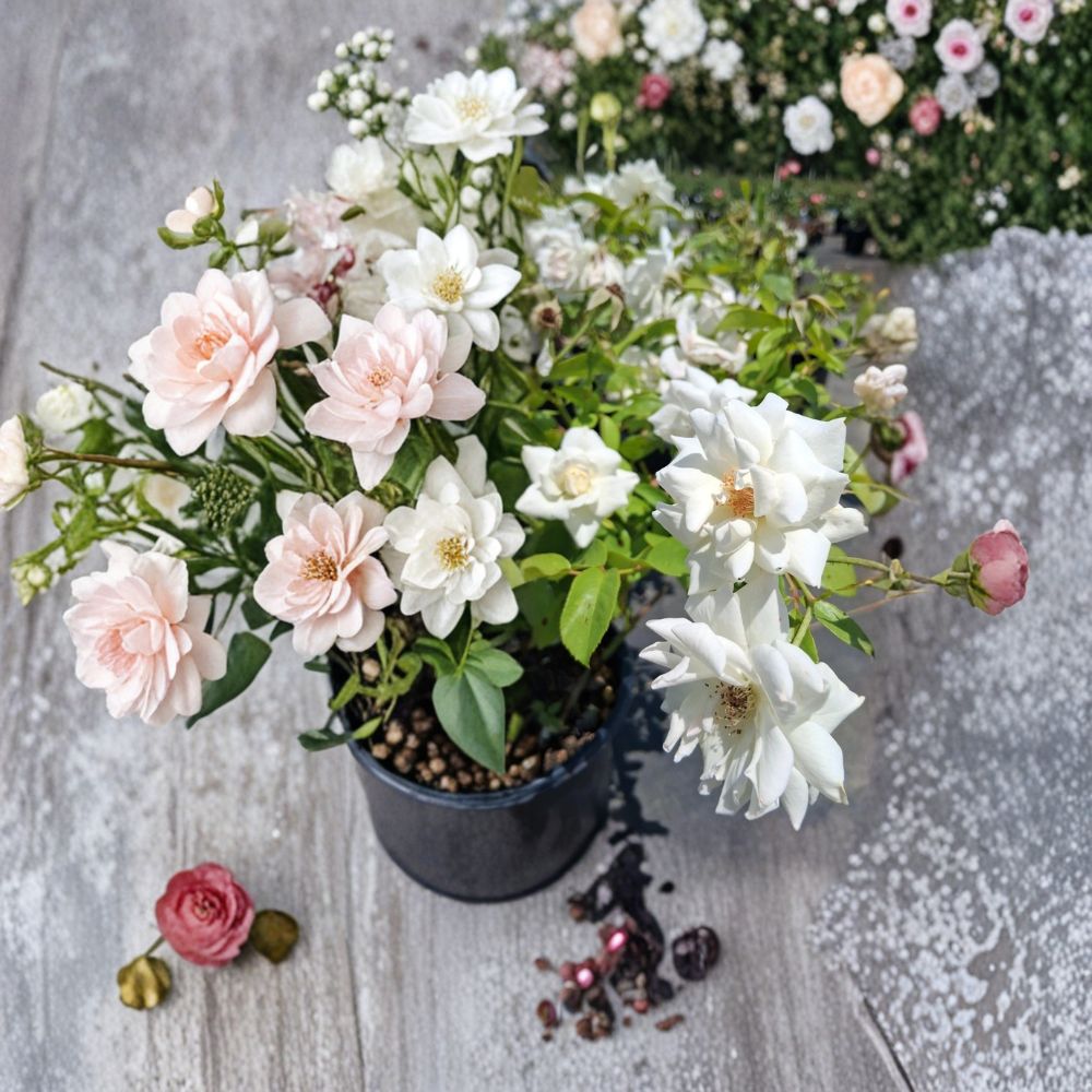 Iceberg Floribunda Rose Live Plant - 1 Gallon Pure White Rose Bush - Rosa 'Iceberg' - Repeat Blooming Shrub for Gardens