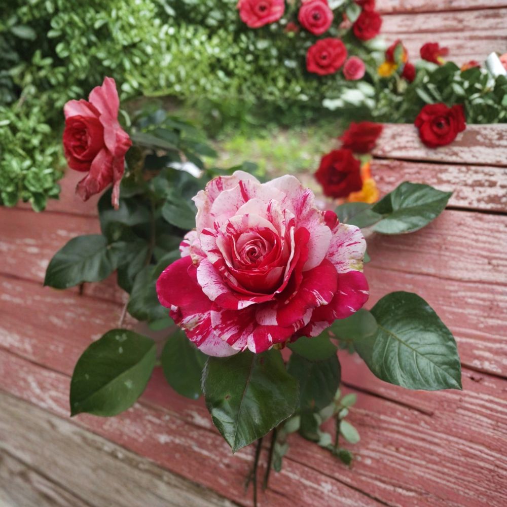 Scentimental Floribunda Rose Live Plant - 5 Gallon - Fragrant Red & White Striped Blooms - Rosa 'WEKplapep' - Repeat Blooming