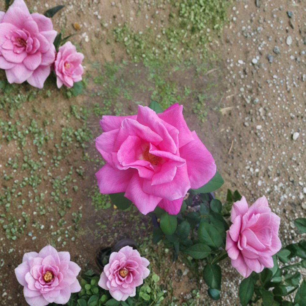 Perfume Delight Hybrid Tea Rose Bush | 2 Gallon Pink Rose Plant | Highly Fragrant Rosa 'Perfume Delight' | Full Sun Shrub