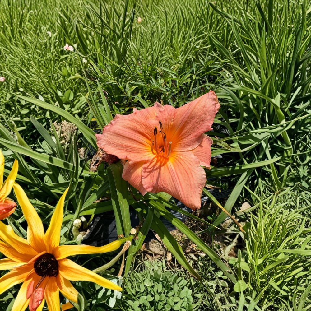 Hemerocallis 'Frank Gladney' Daylily - 3 Bare Root Plants - Hardy Perennial Flower - Easy to Grow - Garden Favorite