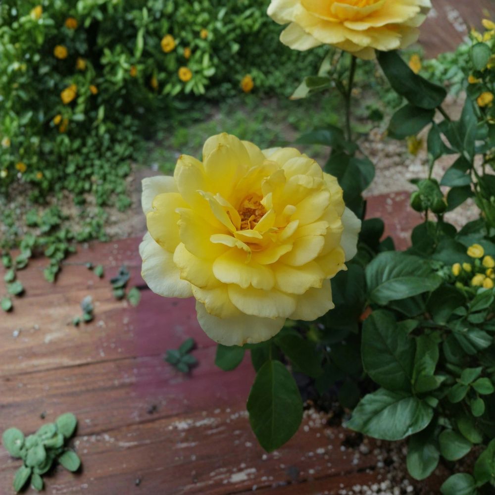 Sunsprite Floribunda Rose 3 Gallon Live Plant | Deep Yellow Fragrant Shrub | Rosa 'Sunsprite' | Repeat Blooming Garden Rose