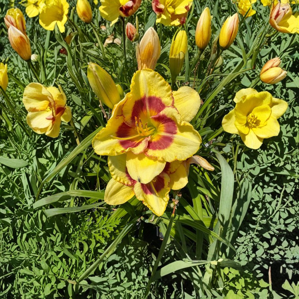 Hemerocallis 'Monterrey Jack' Daylily - 3 Bare Root Plants | Hardy Perennial Flower | Easy to Grow Garden Favorite