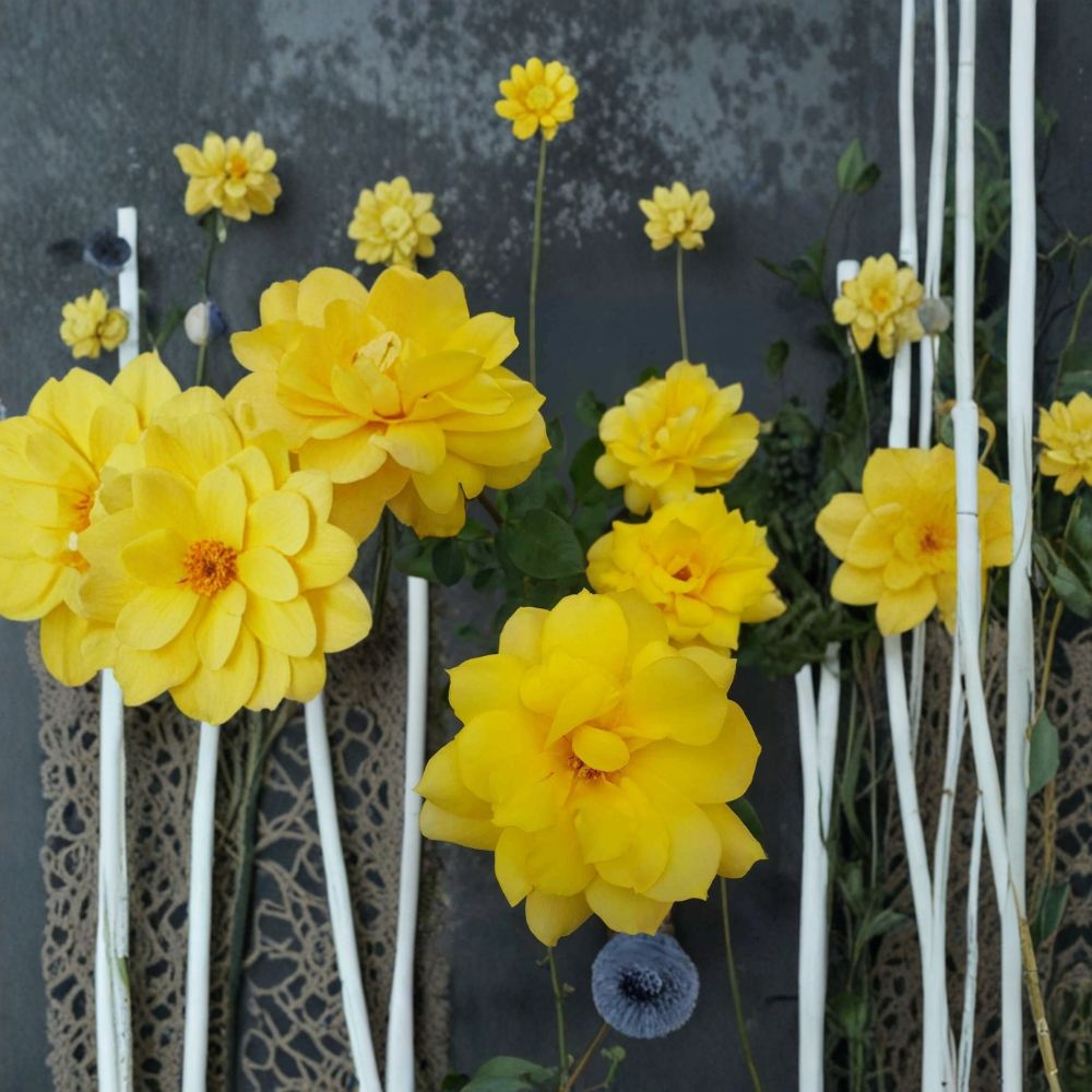 Gold Glow Hybrid Tea Rose Live Plant - 2 Gallon - Bright Yellow Fragrant Rose Bush - Rosa Hybrid Tea 'Gold Glow'