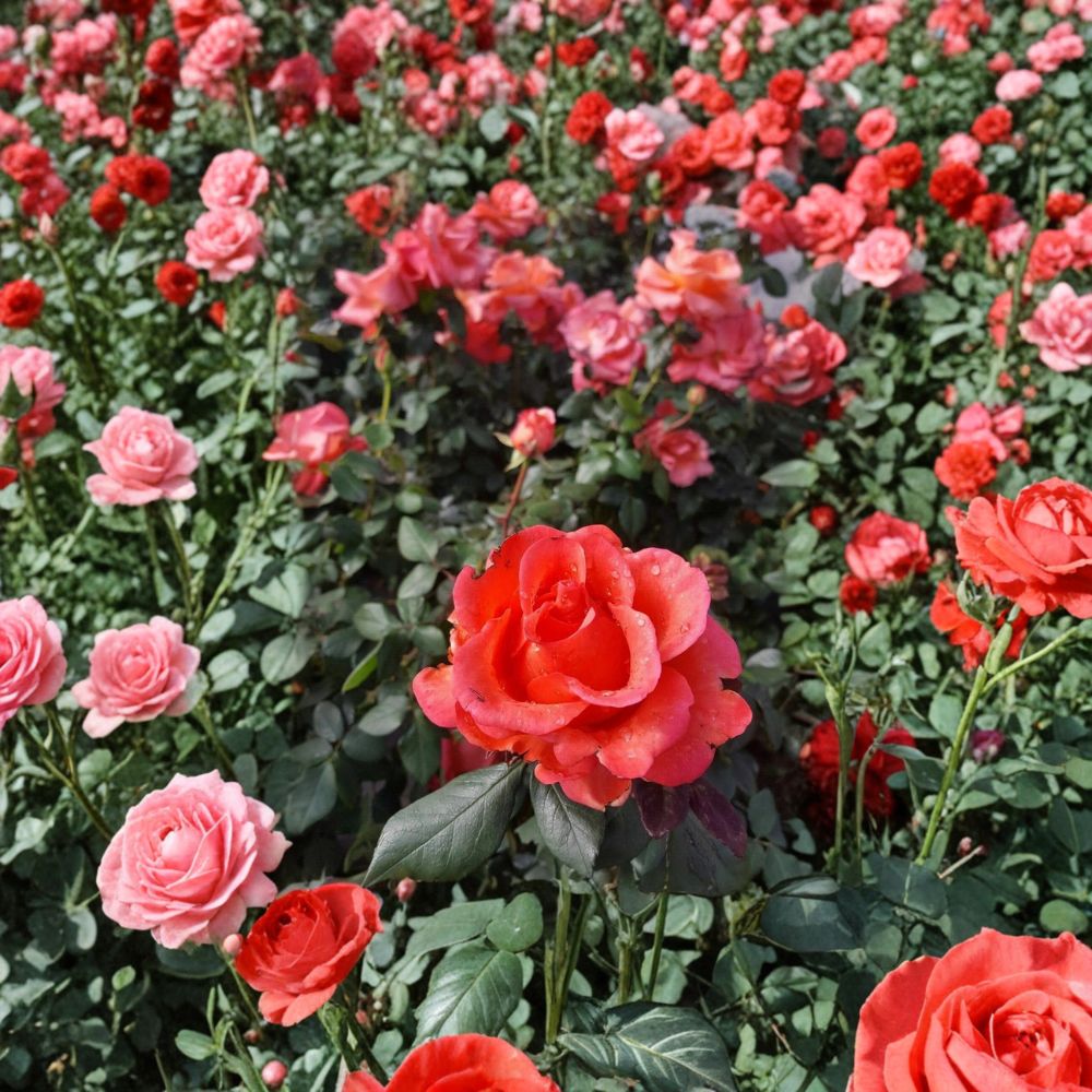 Ring of Fire Hybrid Tea Rose Bush - 1 Gallon - Fiery Red Orange Yellow Blooms - Rosa 'Ring of Fire' - Full Sun Garden Rose