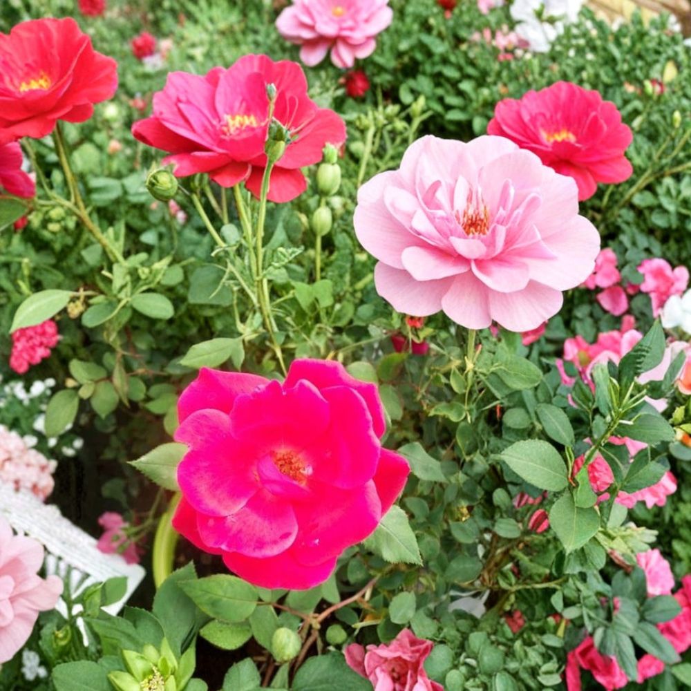 Red Knock Out® Rose Bush Live Plant - 3 Gallon Cherry Red Shrub Rose - Disease Resistant Rosa 'Knock Out' - Easy Care