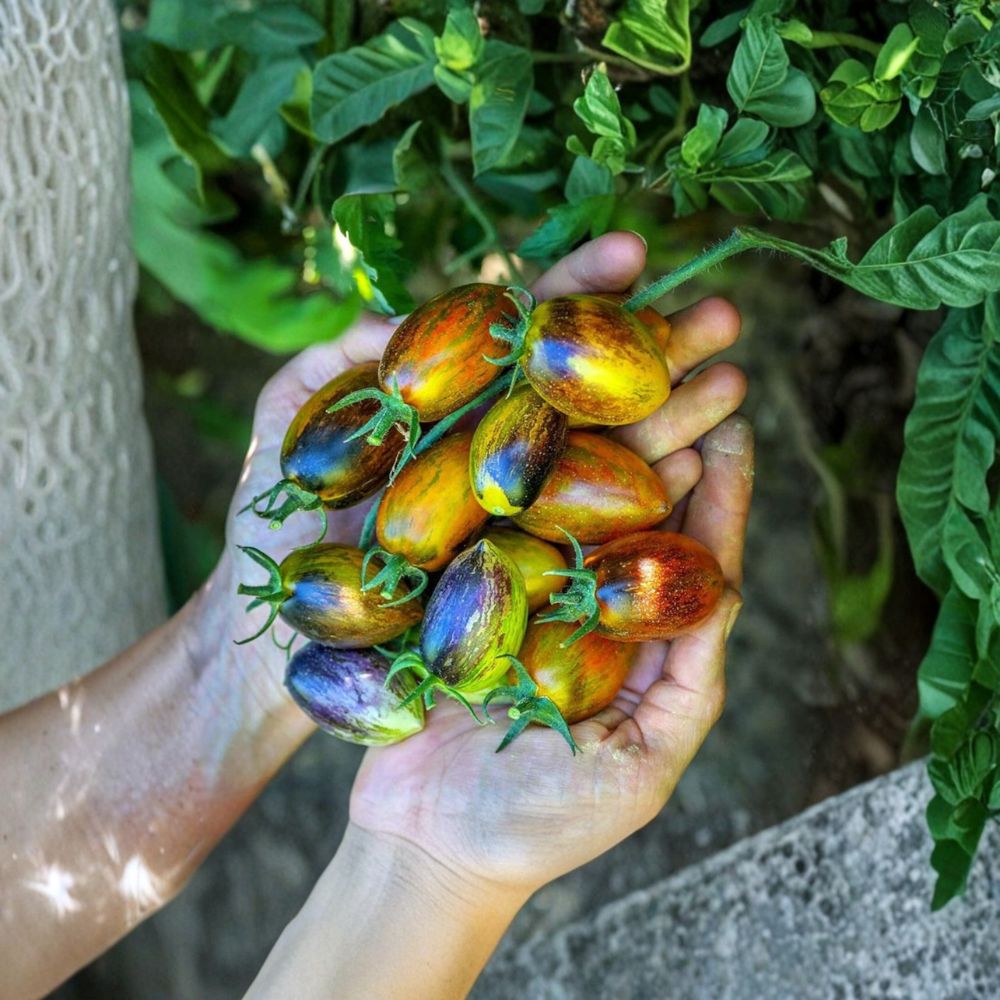 Brad's Atomic Grape Tomato Seeds | 50 Organic Seeds | Multi-Colored Anthocyanin-Rich Variety | Solanum lycopersicum