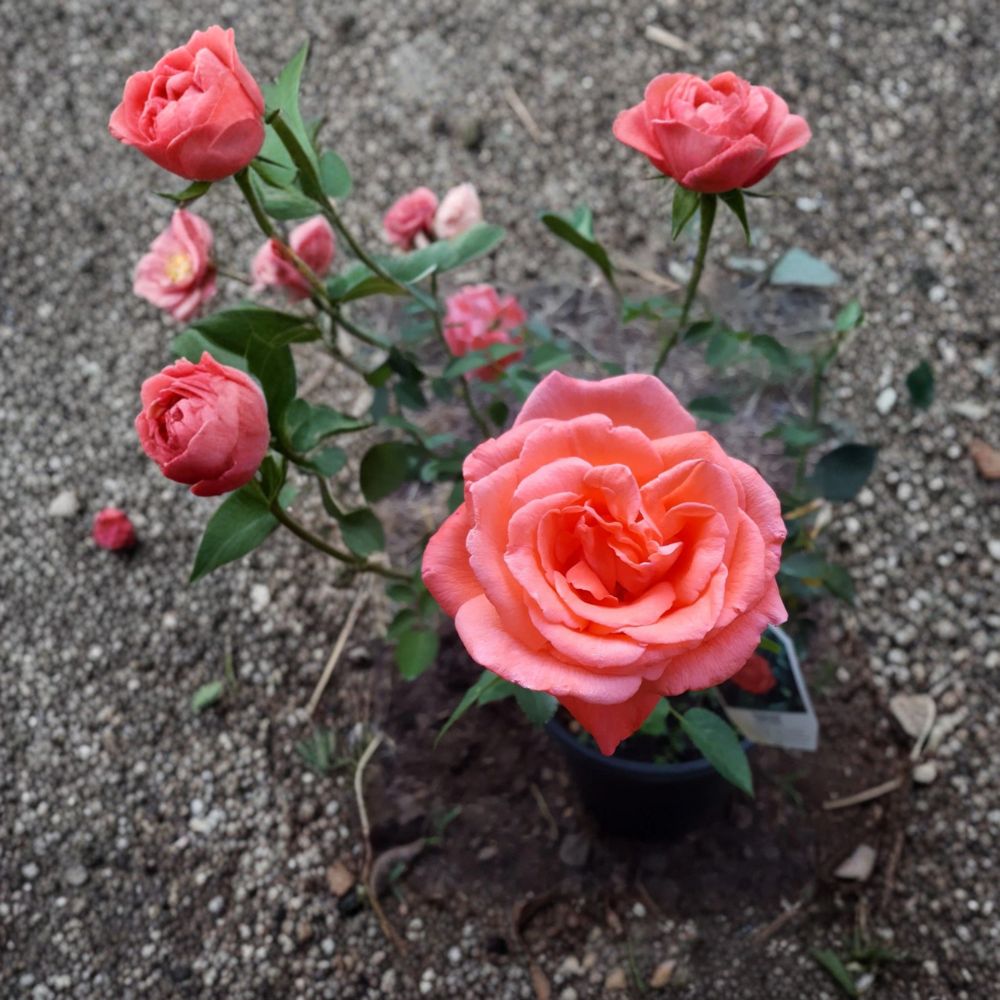 Tropicana Hybrid Tea Rose Live Plant - 3 Gallon - Vibrant Orange Blooms - Rosa Hybrid Tea 'Tropicana' - Fragrant & Repeat Flowering