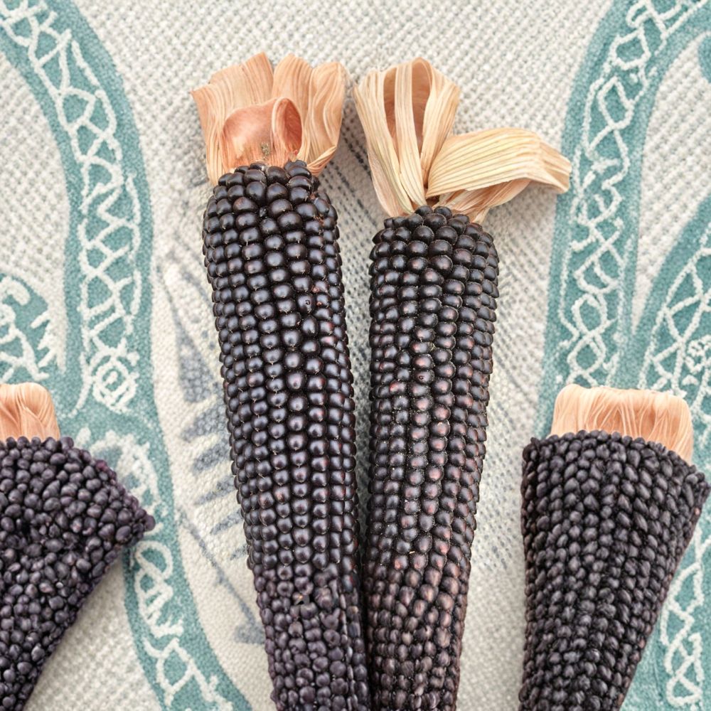 Dakota Black Popcorn Seeds | 100 Organic Heirloom Seeds | Early Maturing | Zea mays | Unique Black Kernel Variety
