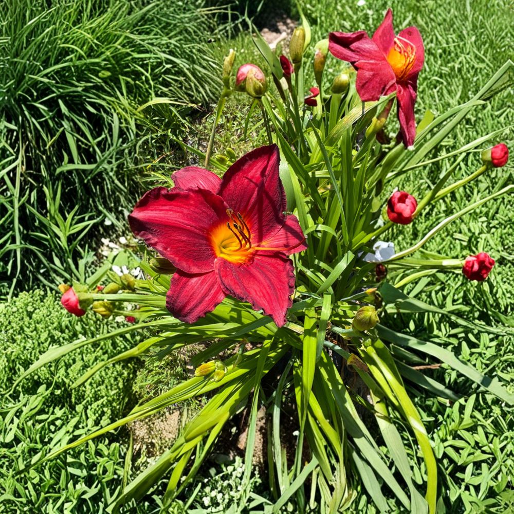 Hemerocallis 'Chicago Brave' Daylily - 3 Bare Root Plants | Hardy Perennial | Vibrant Orange Flowers | Grade #1 Roots