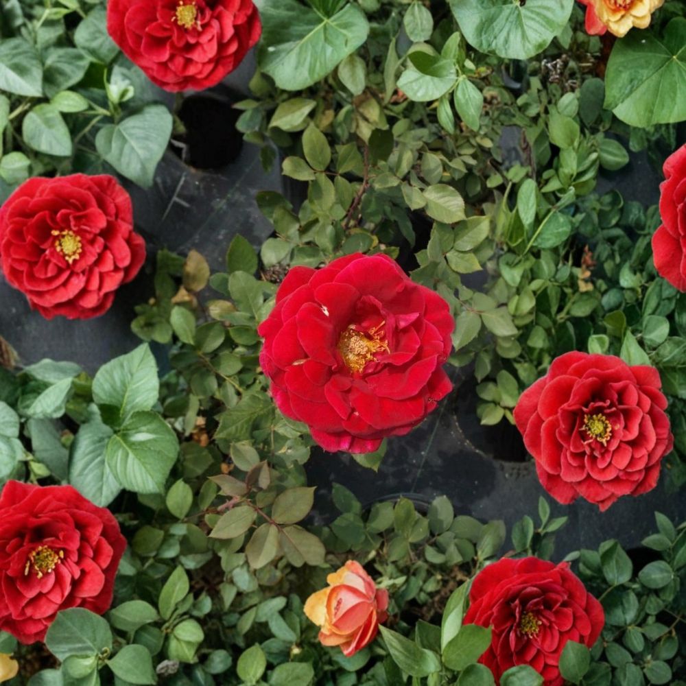 Mr. Lincoln Rose Live Plant | 2 Gallon | Deep Red Hybrid Tea Rose | Rosa 'Mr. Lincoln' | Fragrant Garden Shrub