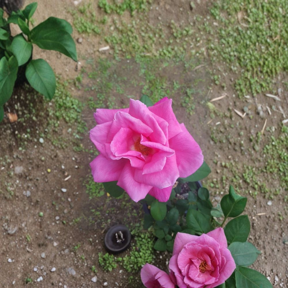 Perfume Delight Hybrid Tea Rose Live Plant - 5 Gallon Pink Rose Bush - Fragrant Blooms - Rosa Hybrid Tea 'Perfume Delight'