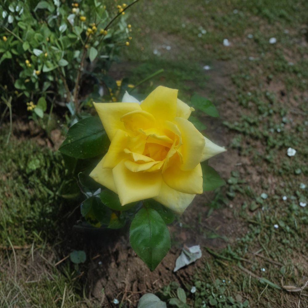 Oregold Grandiflora Rose Live Plant - 1 Gallon Golden Yellow Rose Bush - Rosa Grandiflora 'Oregold' - Repeat Blooming