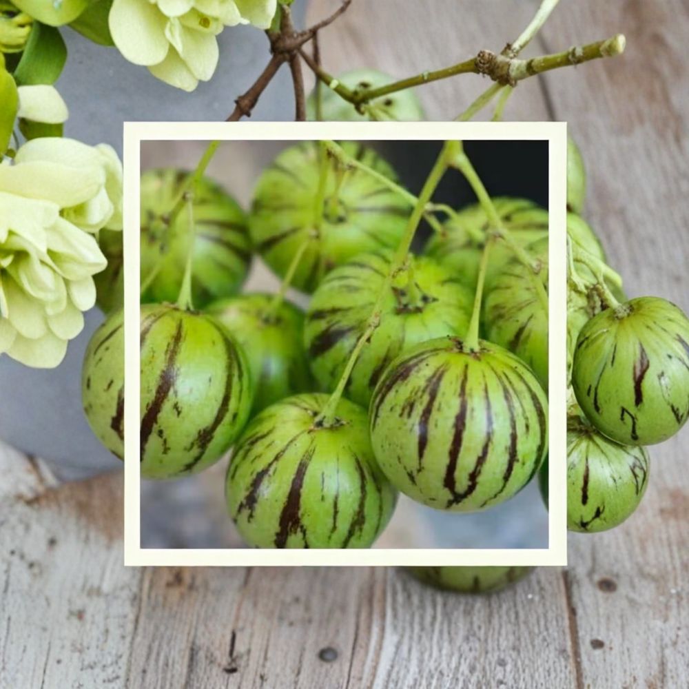 Tzimbalo Seeds | 50 Organically Grown Seeds | Rare Melon Pear Fruit | Solanum caripense | Easy to Grow, Container Friendly
