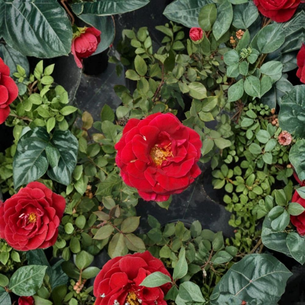 Mr. Lincoln Red Hybrid Tea Rose Live Plant - 5 Gallon - Rosa Hybrid Tea 'Mr. Lincoln' - Fragrant Deep Red Blooms
