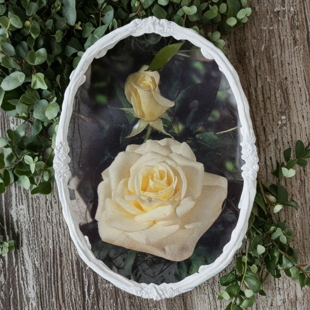 John F. Kennedy Rose Plant - 3 Gallon Hybrid Tea Rose with Elegant White Blooms - Rosa 'John F. Kennedy' - Full Sun Flowering Shrub