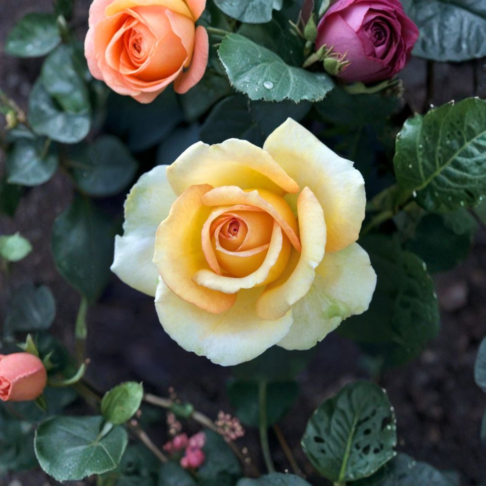Gold Medal Grandiflora Rose Plant - 3 Gallon Yellow Orange Bush - Rosa Grandiflora 'Gold Medal' - Large Repeat Blooms