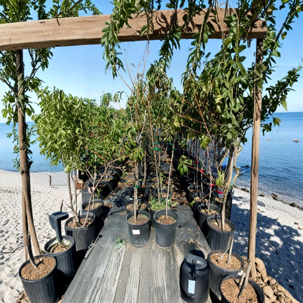 Flavor Rich Peach Tree - Live 4-6 Ft Sweet Freestone Peaches - Self-Pollinating Prunus persica 'Flavor Rich' for Home Orchard