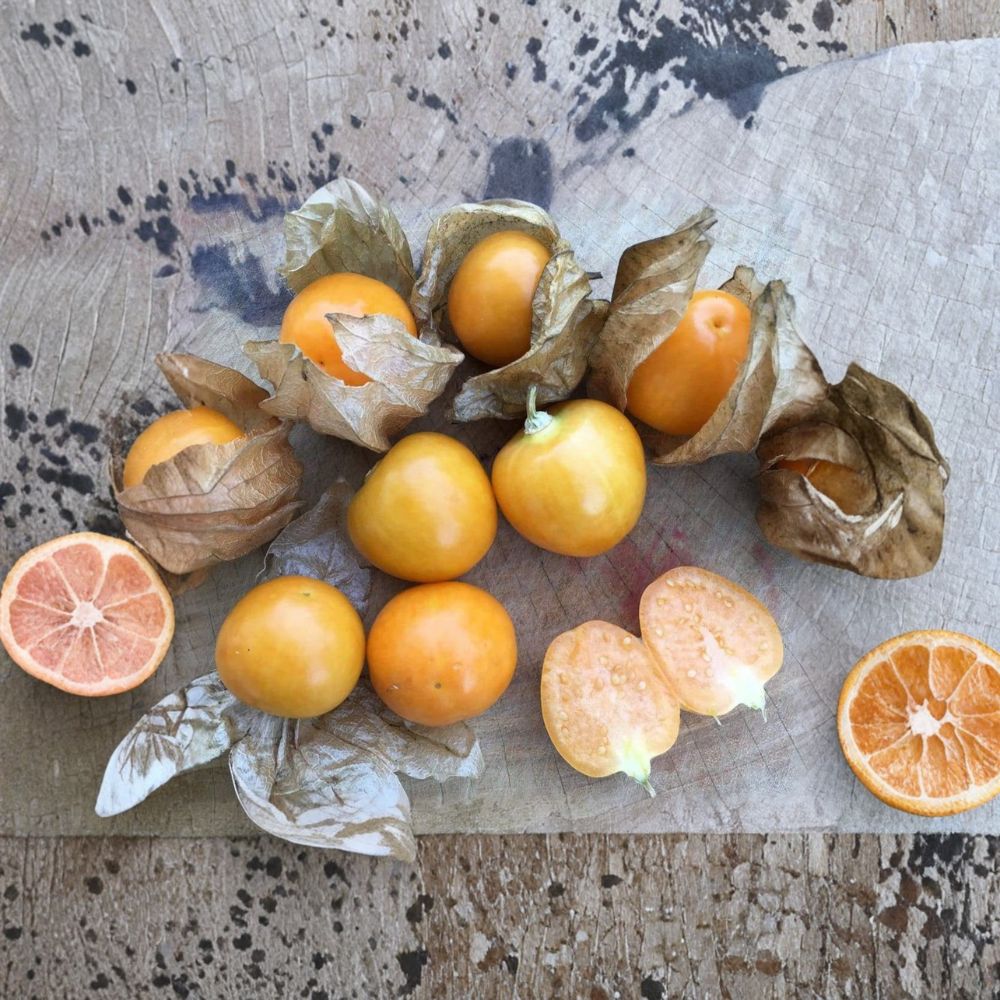 Peruvian Groundcherry Seeds | 50 Organically Grown Seeds | Cape Gooseberry 'Ambrosia' | Physalis peruviana | Easy to Grow