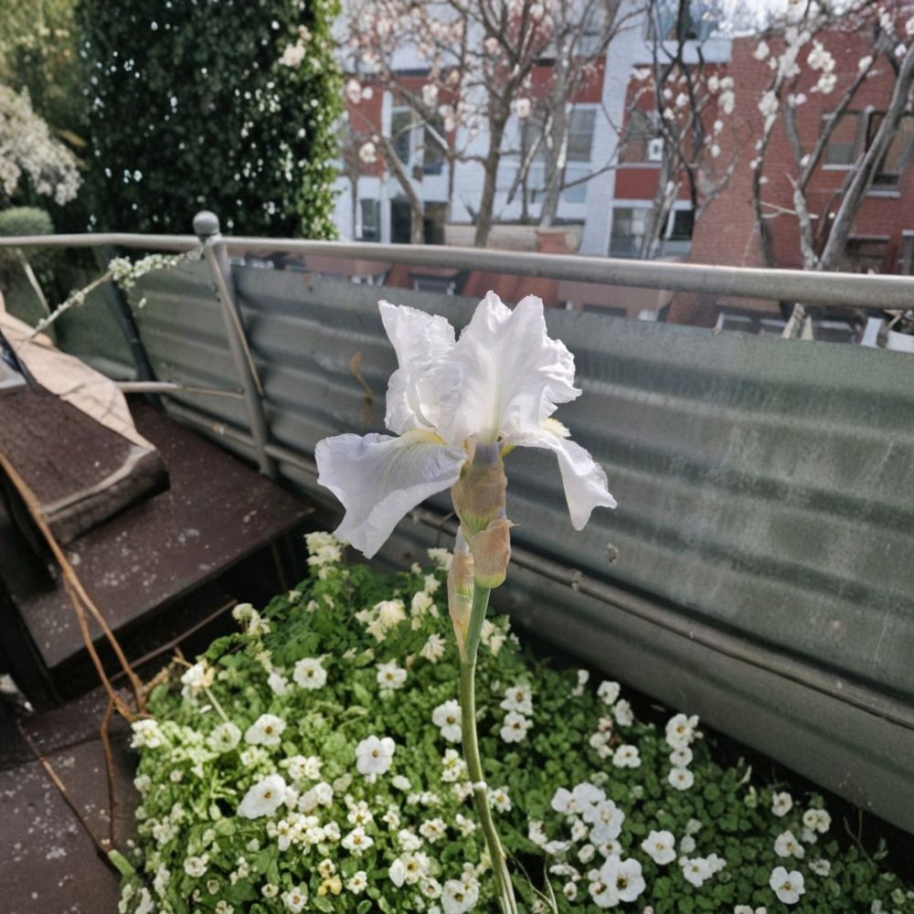 Bearded Iris Rhizomes 3 Pack | Ruffled White Blooms with Deep Yellow Beard | Iris germanica 'Avanelle' | Hardy Perennial Flower