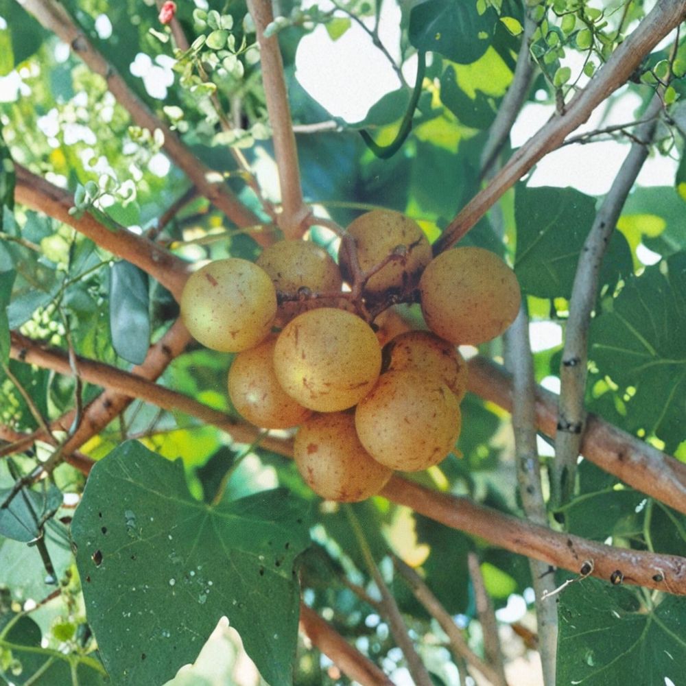 Light Scuppernong Muscadine Grape Vine - 4-6 Ft Live Plant | Bronze-Golden Grapes | Vitis rotundifolia 'Scuppernong'