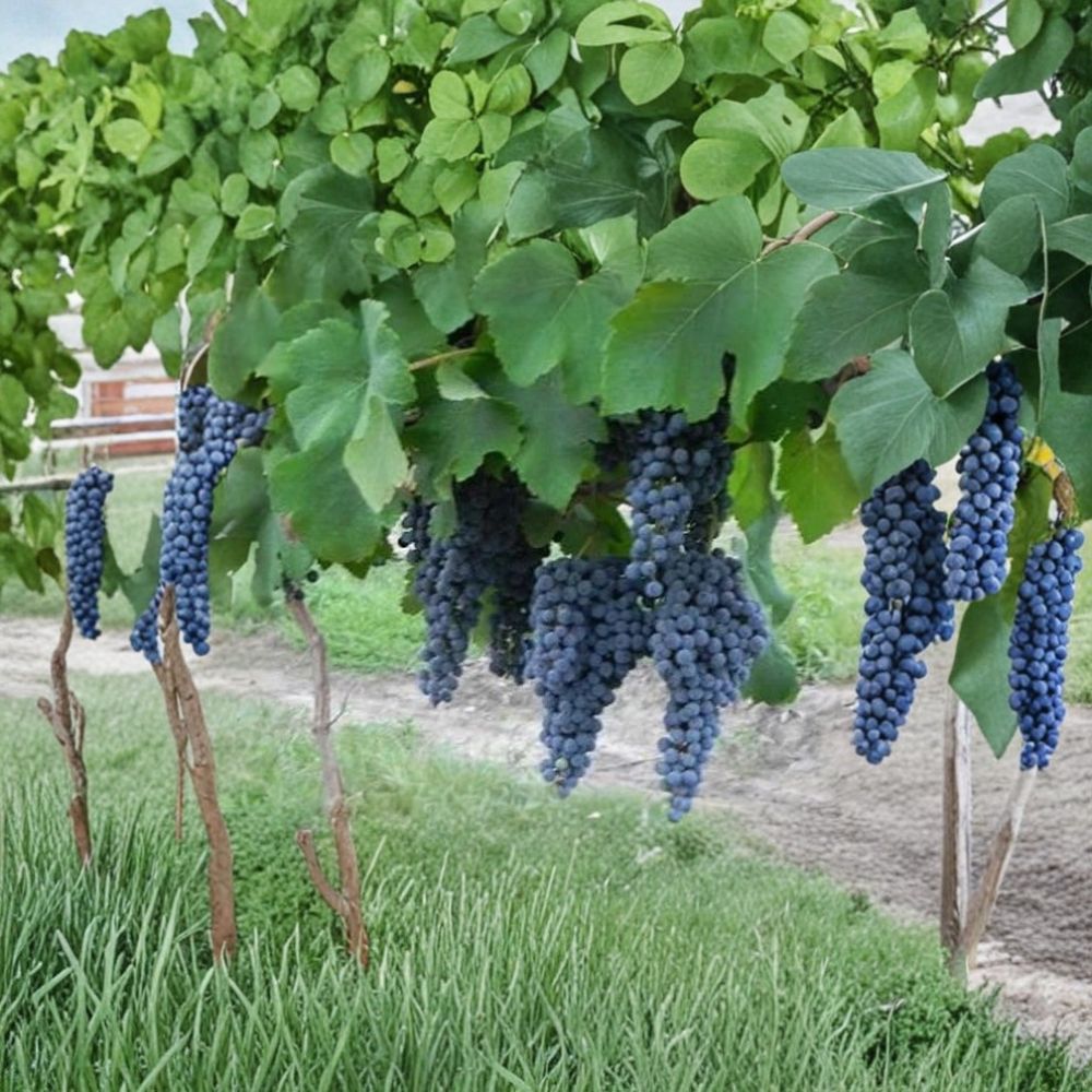 Norton Cynthiana Red Wine Grape Vine - Live Plant | Self-Fertile Vitis Aestivalis | 4-6 FT Rooted Vine for Backyard Vineyard