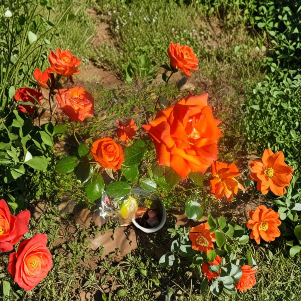 Marina Everblooming Floribunda Rose Plant | 2 Gallon | Salmon-Orange Blooms | Rosa 'Marina' | Easy to Grow Garden Rose