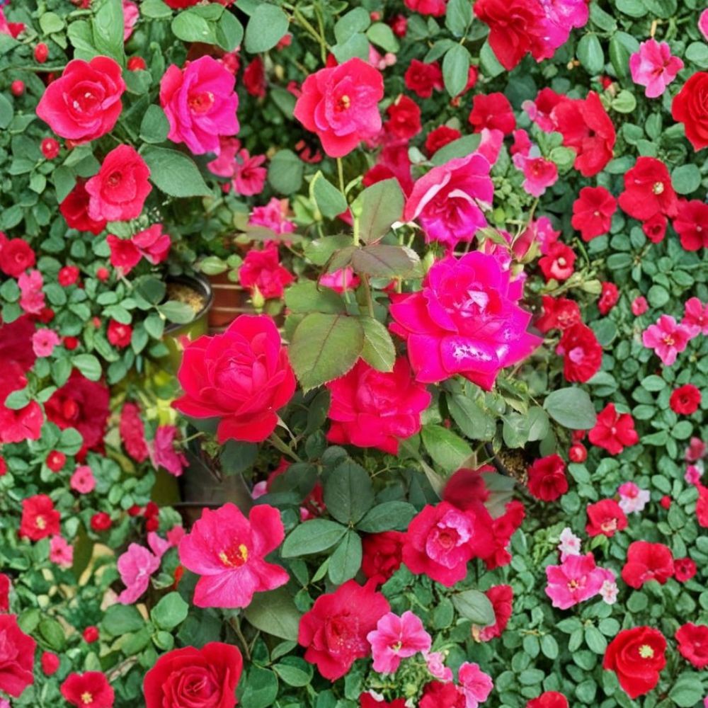 Double Knock Out® Rose Plant | 5 Gallon | Double Red Flowering Shrub | Rosa hybrida | Disease Resistant, Easy to Grow