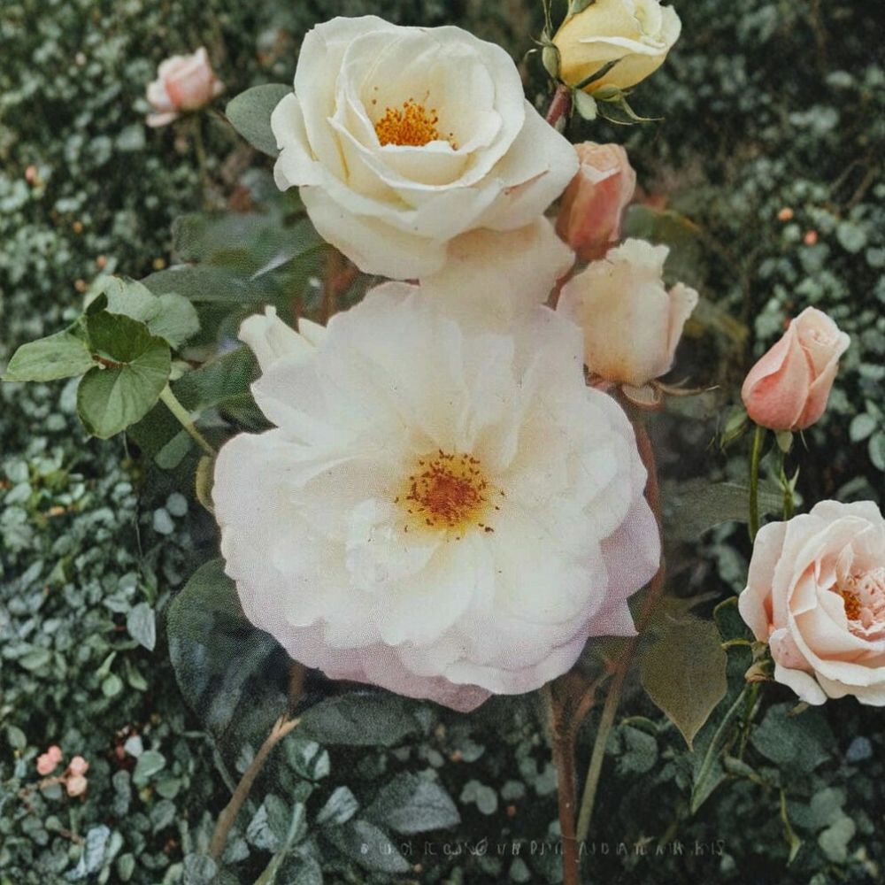 Iceberg Floribunda Rose Plant | 1 Gallon | Pure White Rose Bush | Rosa hybrida | Easy to Grow | Garden Friendly