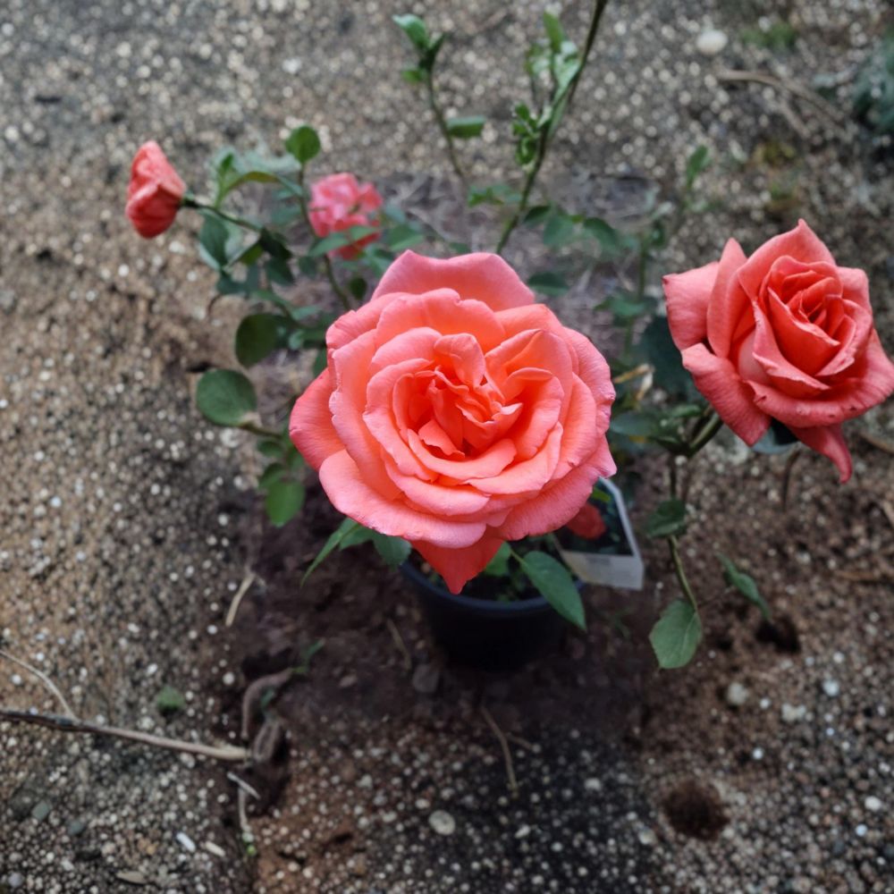 Tropicana Hybrid Tea Rose Plant | 3 Gallon | Vibrant Orange-Coral Blooms | Rosa 'Tropicana' | Easy to Grow & Landscape Friendly