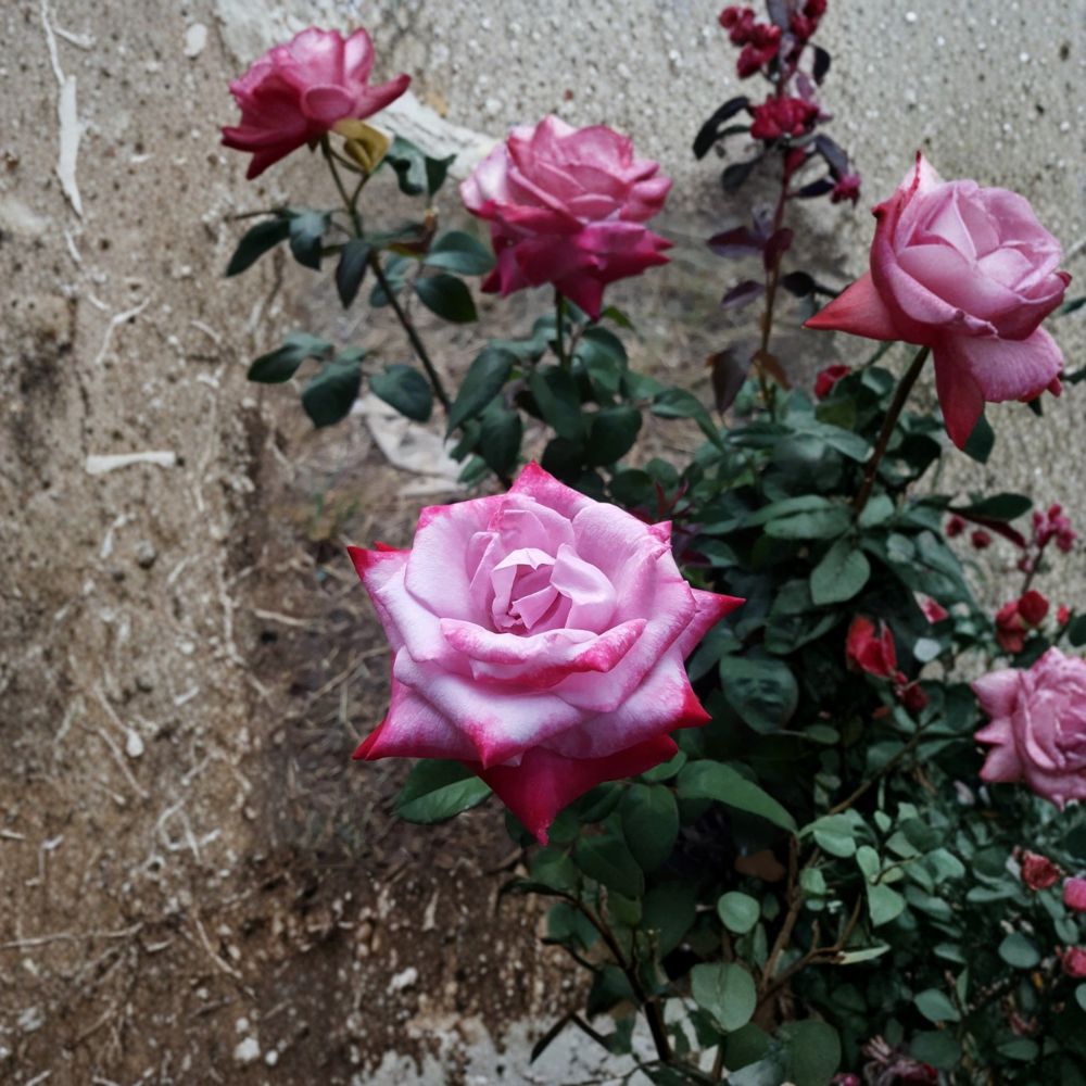 Paradise Hybrid Tea Rose Plant | 3 Gallon | Lavender Pink & Magenta Blooms | Rosa hybrid 'Paradise' | Fragrant Garden Rose