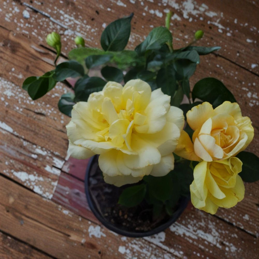 Sunsprite Floribunda Rose Plant | 2 Gallon | Deep Yellow Flowers | Rosa hybrida | Easy to Grow & Landscape Friendly