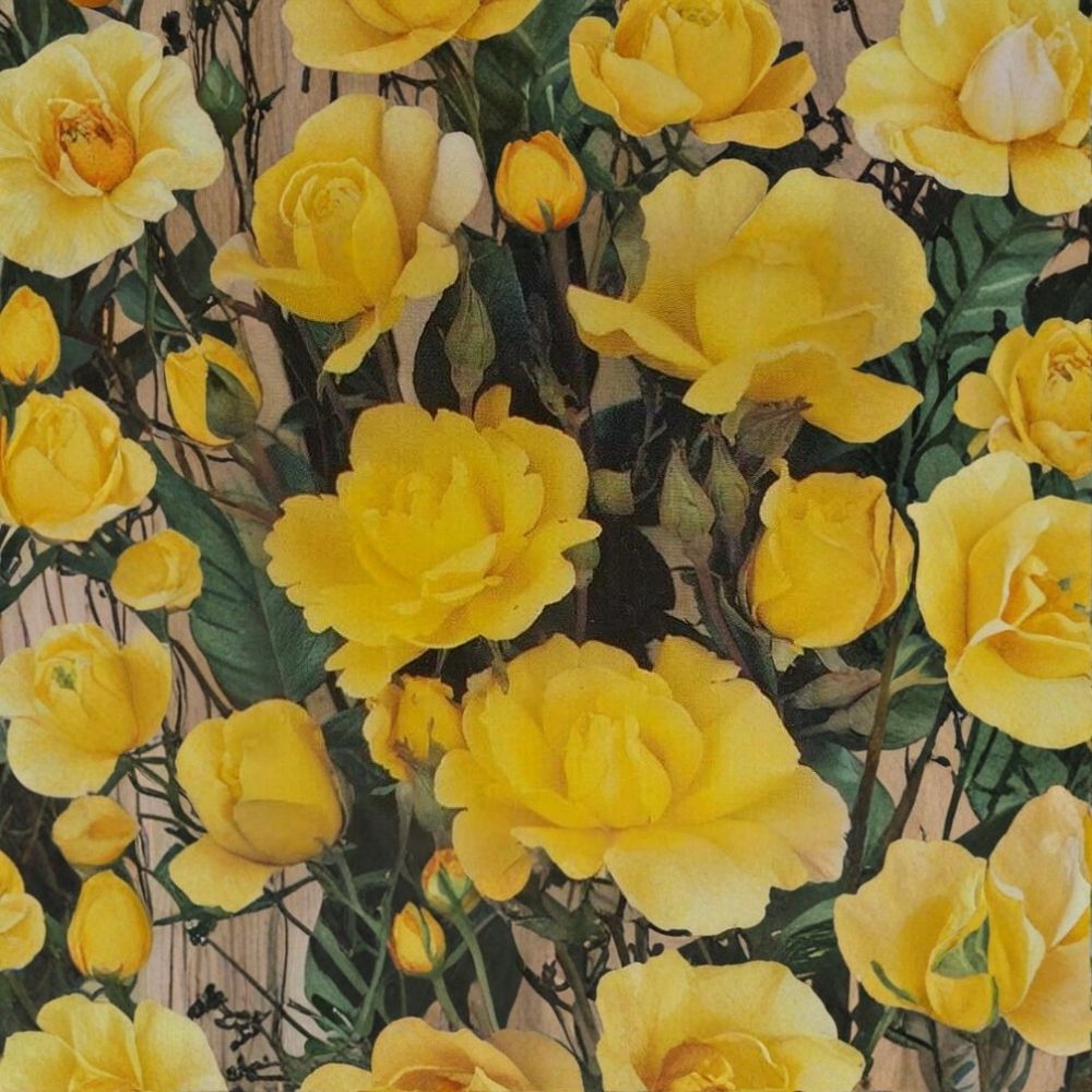 Climbing Rose Plant - 2 Gallon Golden Showers - Rosa 'Golden Showers' - Easy to Grow, Trellis Friendly, Repeat Blooming