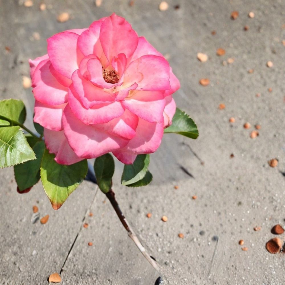 Nichole Floribunda Rose Plant | 3 Gallon | White Pink Everblooming Shrub | Rosa hybrida | Easy to Grow for Garden & Landscape