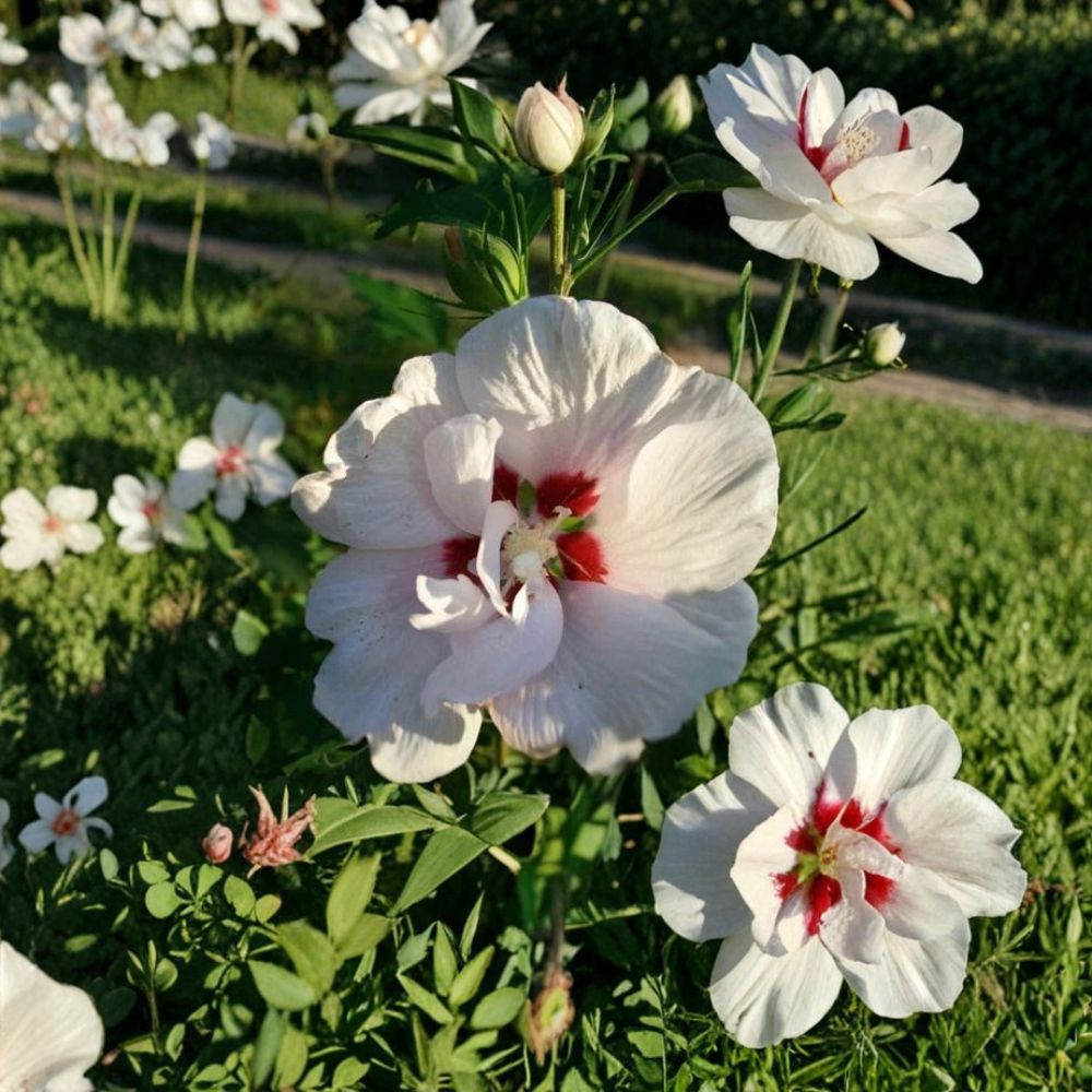 Double Flower White Althea Rose of Sharon Plant | 3 Gallon | Hibiscus syriacus | Elegant Double White Blooms | Easy to Grow