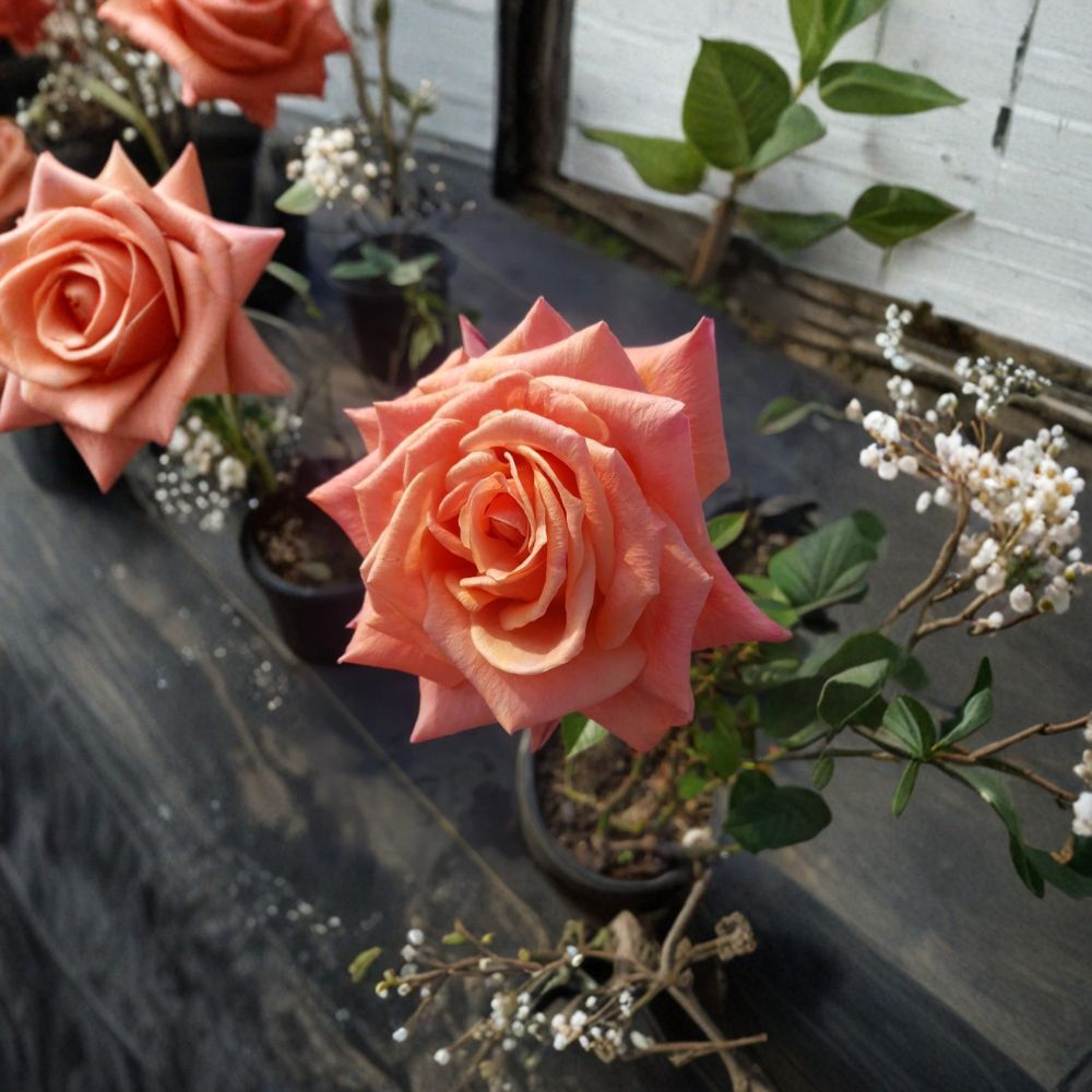 Arizona Grandiflora Rose Plant | 3 Gallon | Orange Yellow Blooms | Rosa hybrid 'Arizona' | Easy to Grow Garden Rose