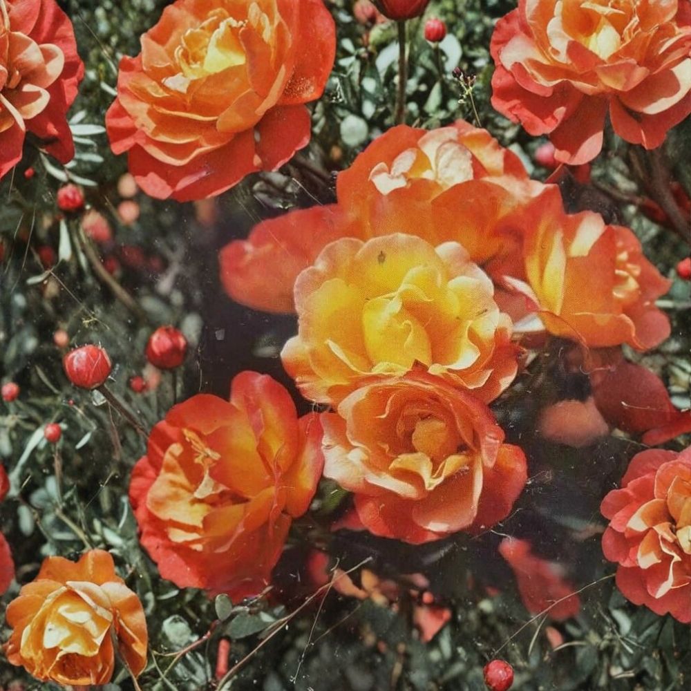 Climbing Piñata Rose Plant | 1 Gallon Live Bush | Multi-Colored Blooms | Rosa 'Piñata' | Garden Trellis Friendly