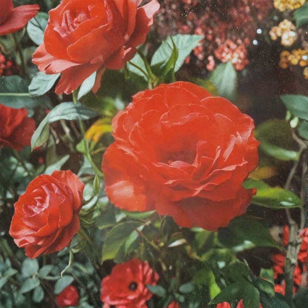 Impatient Floribunda Rose Plant | 5 Gallon | Orange Red Flowers | Rosa hybrida | Easy to Grow Garden Shrub