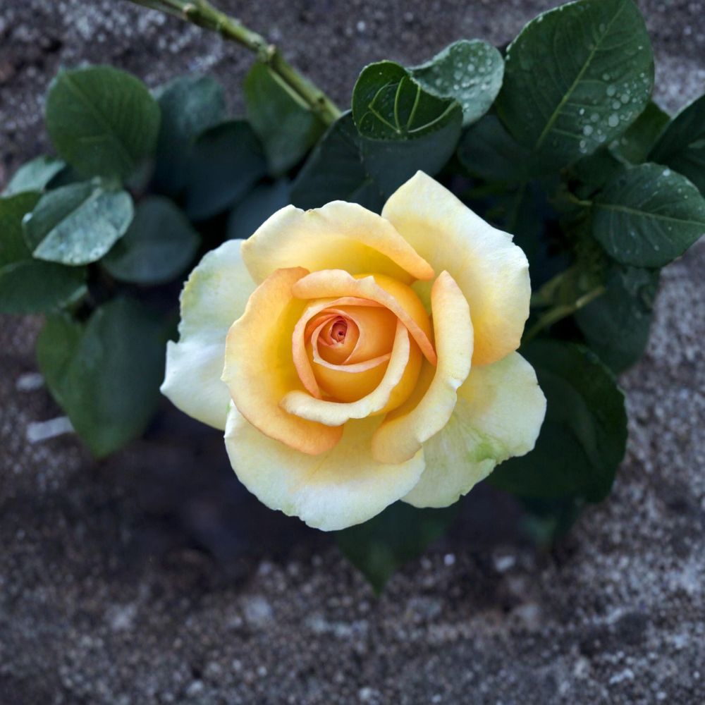 Gold Medal Grandiflora Rose Plant | 3 Gallon | Yellow Orange Bloom | Rosa hybrida | Easy to Grow Garden Shrub
