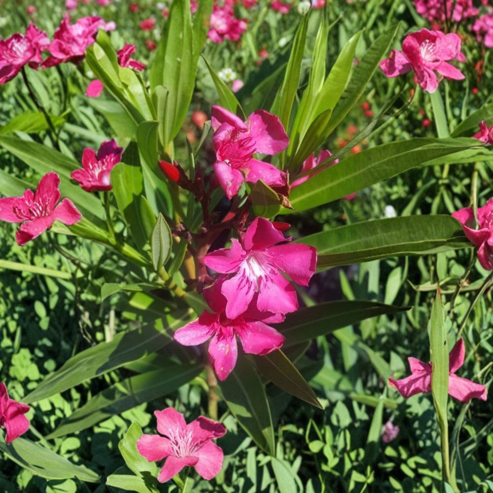 Pink Oleander Live Plant | 1 Gallon | Pink Flowering Evergreen Shrub | Nerium oleander | Drought Tolerant, Easy to Grow