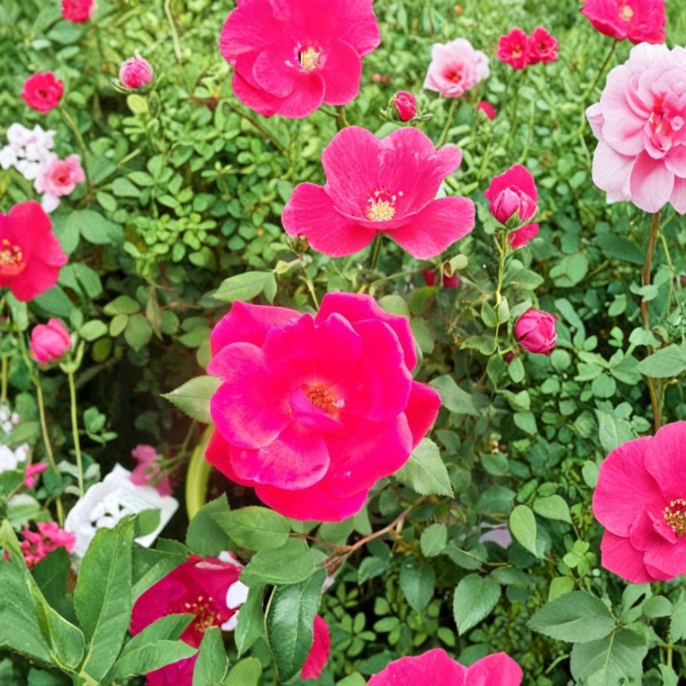 Red Knock Out® Rose Shrub | 2 Gallon | Cherry Red Blooms | Rosa 'Knock Out' | Disease Resistant & Easy to Grow