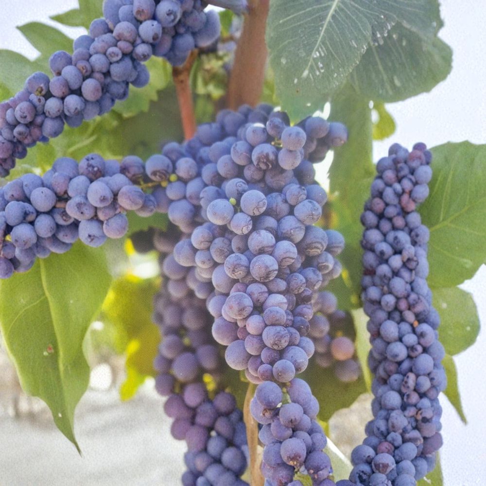 Fredonia Grape Vine 1 Gallon Live Plant | Vitis labrusca | Early Ripening Fruit | Hardy Home Vineyard Grape | Easy to Grow