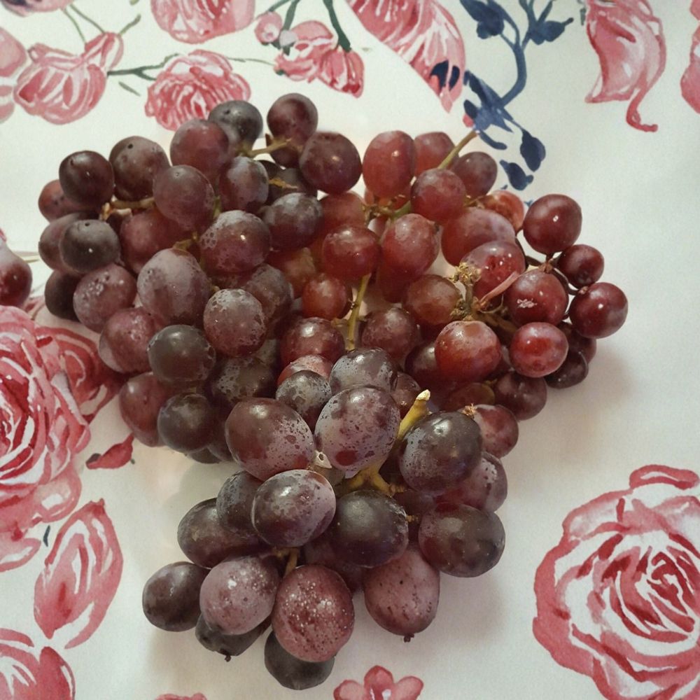 Vanessa Red Seedless Grape Vine - 1 Gallon Live Plant, Self-Fertile, Vitis vinifera, Easy to Grow for Garden & Vineyard