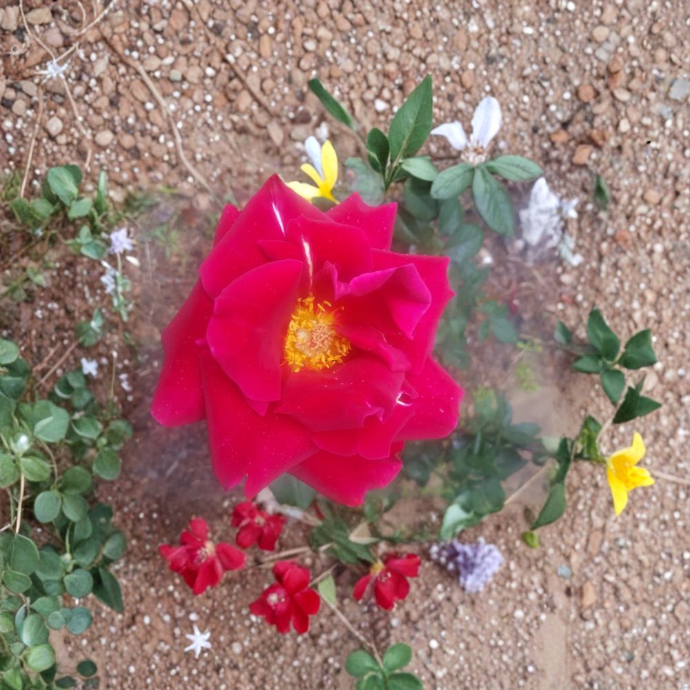 Mr. Lincoln Hybrid Tea Rose Plant | 3 Gallon | Deep Red Fragrant Rose Bush | Rosa hybrida | Garden & Landscape Friendly